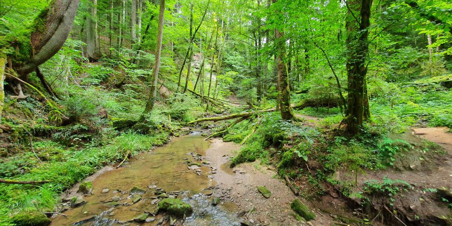 Welchen Zweck erfüllen Schutzwälder?