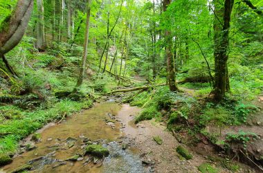 Welchen Zweck erfüllen Schutzwälder?