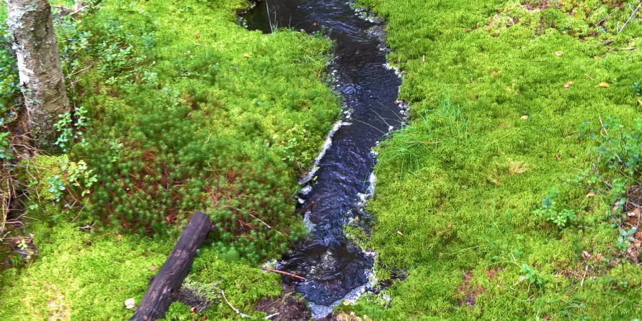 Wie der Wald Hochwasser und Dürre lindern kann