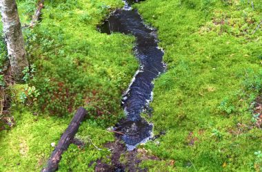 Wie der Wald Hochwasser und Dürre lindern kann