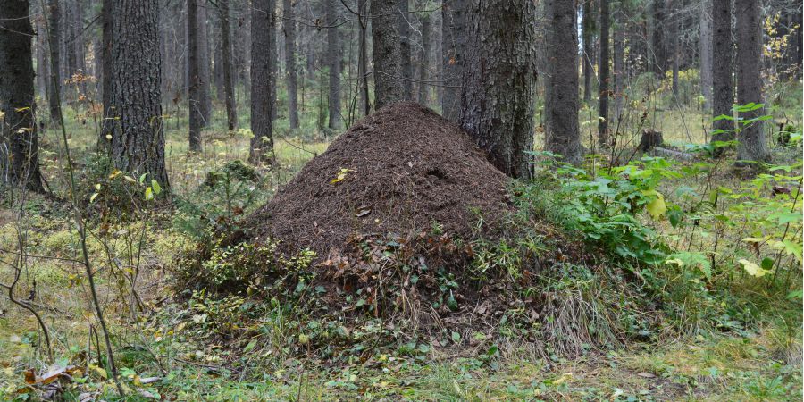 Unsere Zusammenarbeit mit der Ameisenschutzwarte