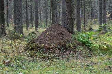 Unsere Zusammenarbeit mit der Ameisenschutzwarte