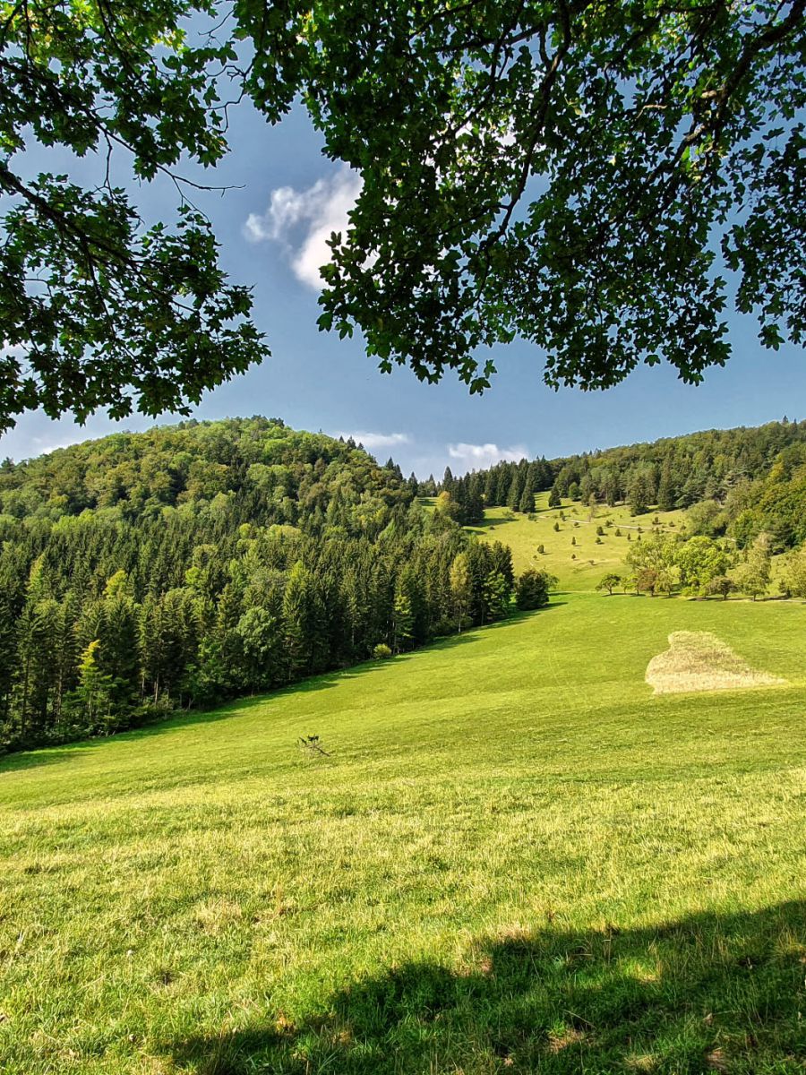 Wald, Landschaft, Natur