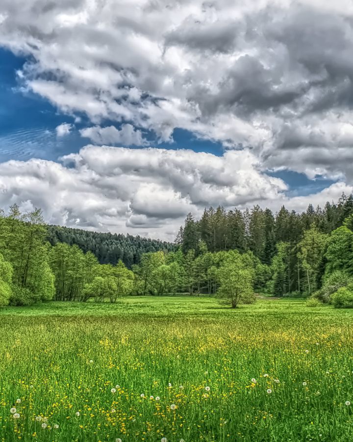 Aufbau und Schutz von Primär- und Urwälder